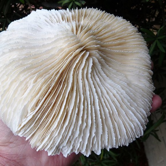huge giant 7 inch mushroom sea shell coral reef aquarium natural decor - Picture 7 of 7
